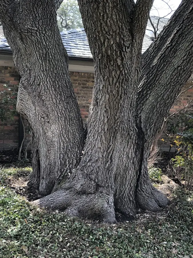 Mature heritage tree close to a Taylor property cared for by certified arborists